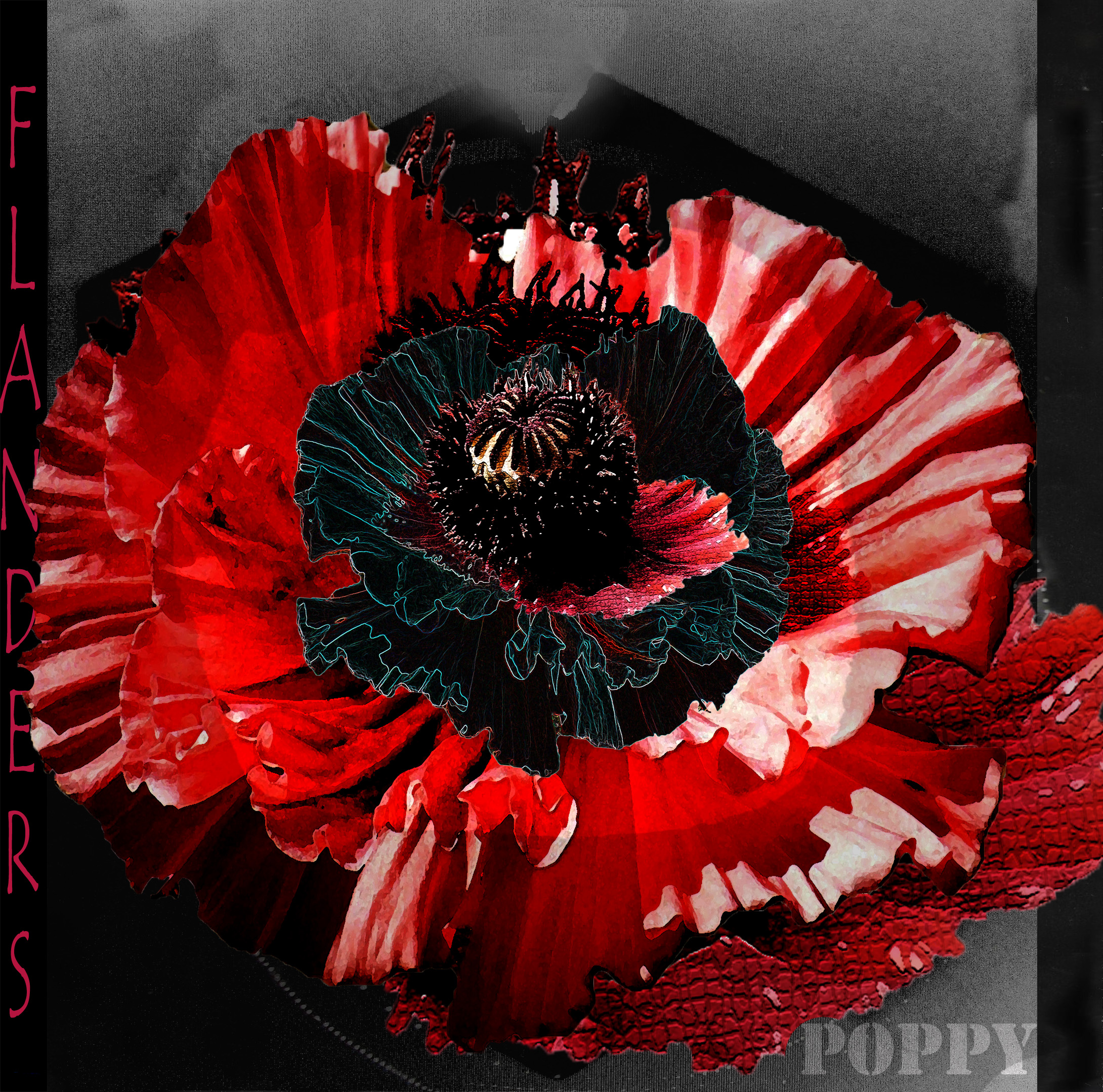 Bild "News & Aktuelles:FLANDERS_POPPY.jpg"